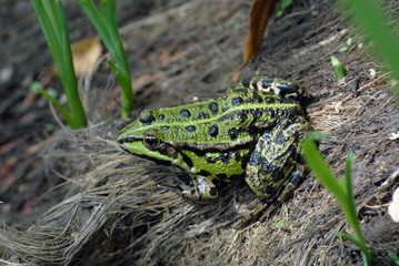 Grenouille, rainette  cachée dans les feuillages