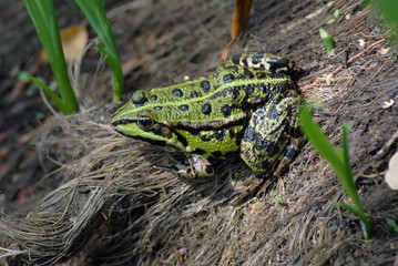 Grenouille, rainette  verte cachée dans les feuillages