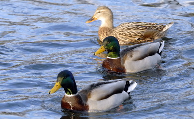 Canards colvert
