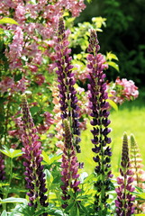 Lupin mauve et rose et son feuillage vert