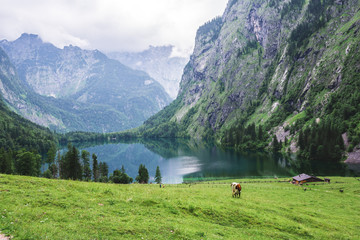 Fototapeta na wymiar Lake Obersee, Sch nau am Konigssee, Bavaria, Germany. Great alpine scenery with cows in National Park Berchtesgaden.