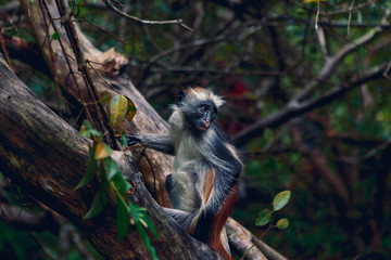 Portrait of monkey red colobus in dense tropical forest