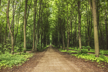 Beautiful deep dark forest. Kuskovo Park pathway in Moscow, Russia.