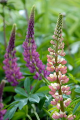 Lupin mauve et rose