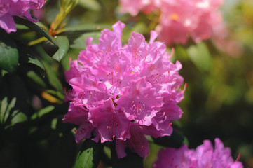 pink Rhododendron flower