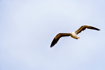 Seagull in flight at Strandfontein beach on Baden Powell Drive between Macassar and Muizenberg in the Western Cape near Cape Town