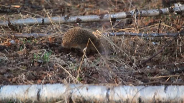 A hedgehog in the spring forest is looking for food. Early spring in the middle zone of Russia. Video with sound. The hedgehog walks through the forest and sniffs the air with his nose.