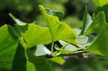 Ginkgo biloba tree. Leaves in sunlight