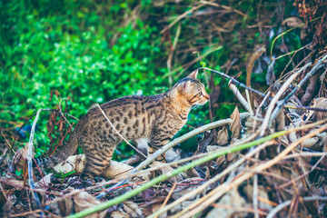 Bengal cat hunting in forest. Outdoor with bright sunlight.