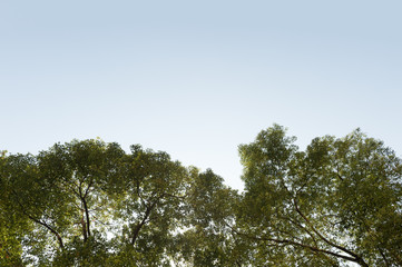 Top view with tree branch and blue sky
