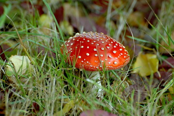 Champignon amanite tue-mouches