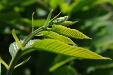Bright green leaves illuminated by summer light