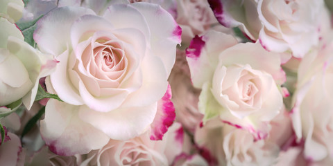 Rosen pink pastell, Breitbild, Panorama,Banner,  Hintergrund