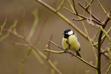 Fototapeta premium Kohlmeise auf winterlicherm Rosenzweig