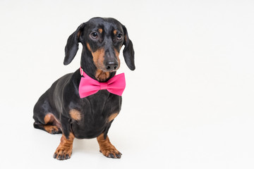 portrait  dachshund dog, black and tan, wearing a  pink bow tie, isolated on a gray background