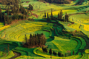 Fantastic yellow rapeseed terraced fields blooming in Yunnan Spring