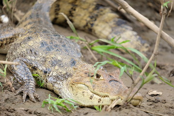 Crocodile close-up