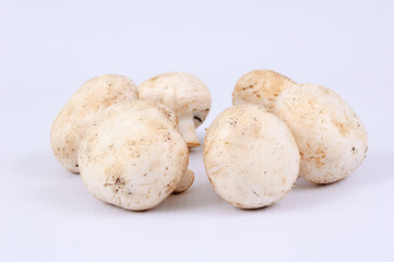 Champignon mushrooms