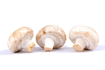 Champignon mushrooms