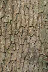 old oak tree bark texture background