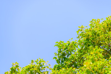 青空と緑　Blue sky and green