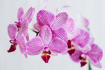 Pink Blooming orchid. Closeup beutiful flower