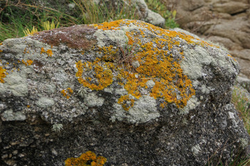 Galician flora on the coast of the Atlantic ocean, Vigo, Galicia, Spain