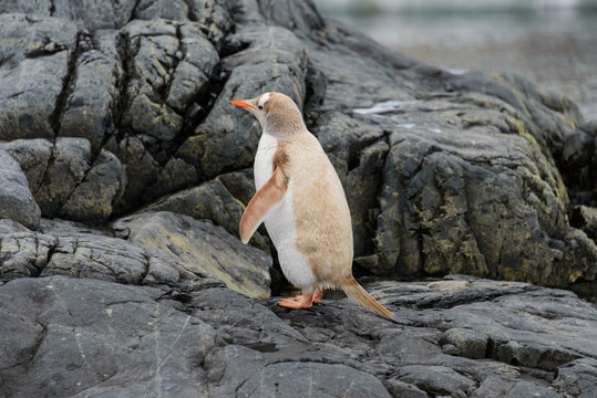 Gentoo Penguin Albino