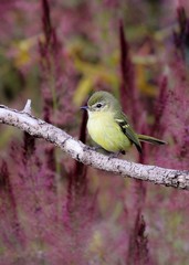  (Phylloscartes ventralis) Mottle-cheeked Tyrannulet / Borboletinha-do-mato