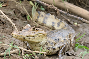 Crocodile close-up