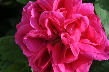 Pink Rose flower
