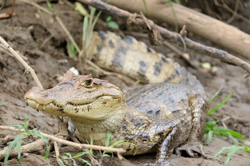 Crocodile close-up