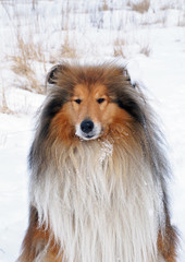 Red rough collie on a natural winter background