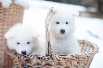 SAMOYEDE PUPPY CHIOT NATURE FORET