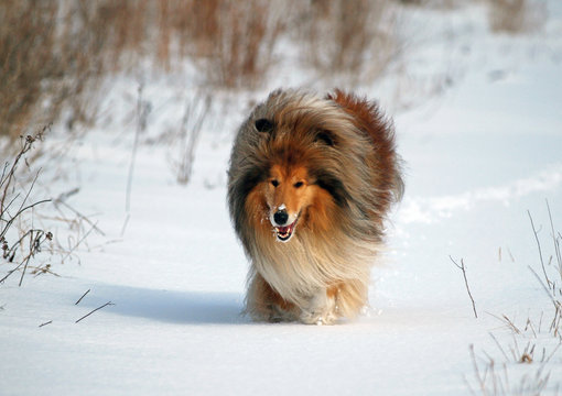 Red rough collie on a natural winter background
