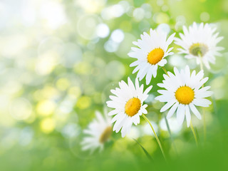 Fototapeta na wymiar Chamomile bright flowers summer background