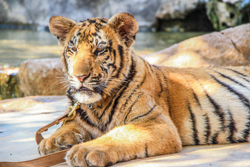 Cute tiger big cat animal in zoo  