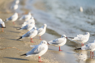 カモメ　seagull