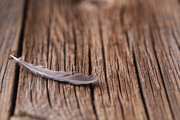 Bird feather lay on rustic wooden table