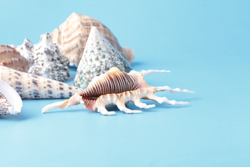 Sea shell closeup on blue background