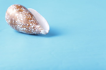 Sea shell closeup on blue background