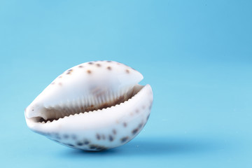 Sea shell closeup on blue background