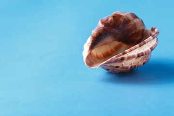 Sea shell closeup on blue background