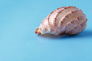Sea shell closeup on blue background