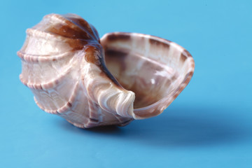 Sea shell closeup on blue background