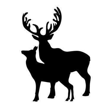 Vector silhouette of deer and hind on white background.