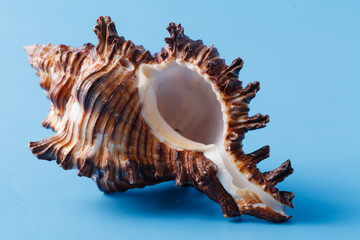 Close up view of big sea shell on plain blue background