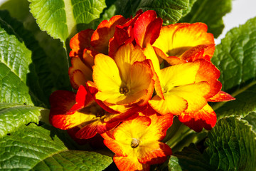 Close-up of the yellow-red primula acaulis flowers