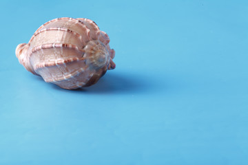 Vacation background with sea shell on blue