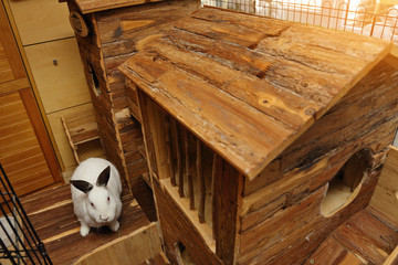 lapin russe dans clapier aménagé en bois